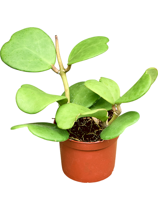 Planta naturala de interior D15xH20cm Hoya kerrii () PS9/8cm in pamant