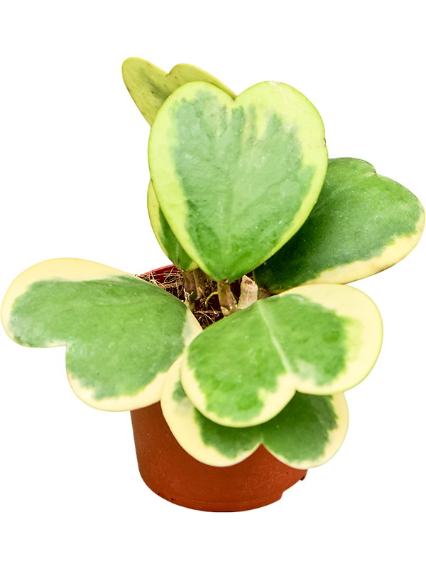 Planta naturala de interior D15xH20cm Hoya kerrii 'Variegata' () PS9/8cm in pamant