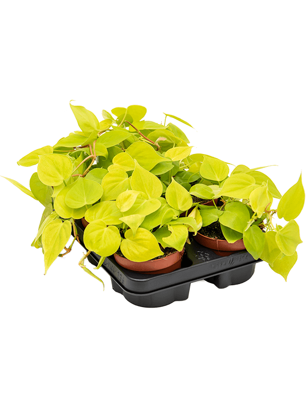 Planta naturala de interior D15xH20cm Philodendron micans lime PS12/10cm in pamant