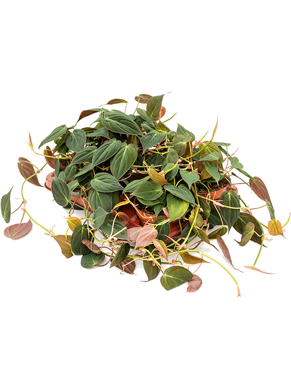 Planta naturala de interior D15xH20cm Philodendron micans PS12/10cm in pamant