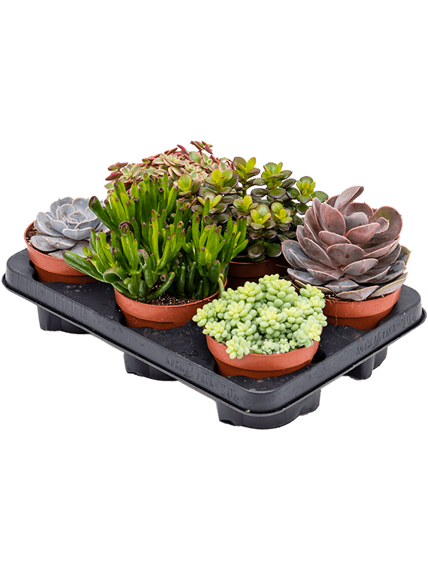 Planta naturala de interior D15xH20cm Succulenten mix PS12/11cm in pamant