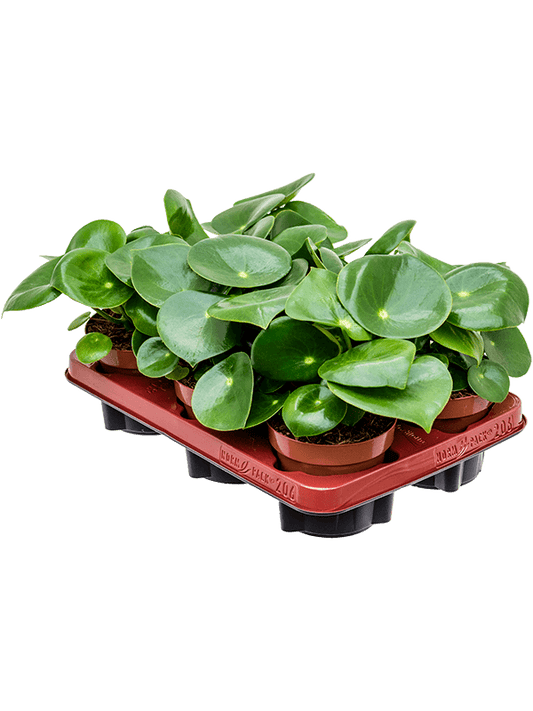 Planta naturala de interior D15xH25cm Peperomia 'Rain Drop' PS12/10cm in pamant