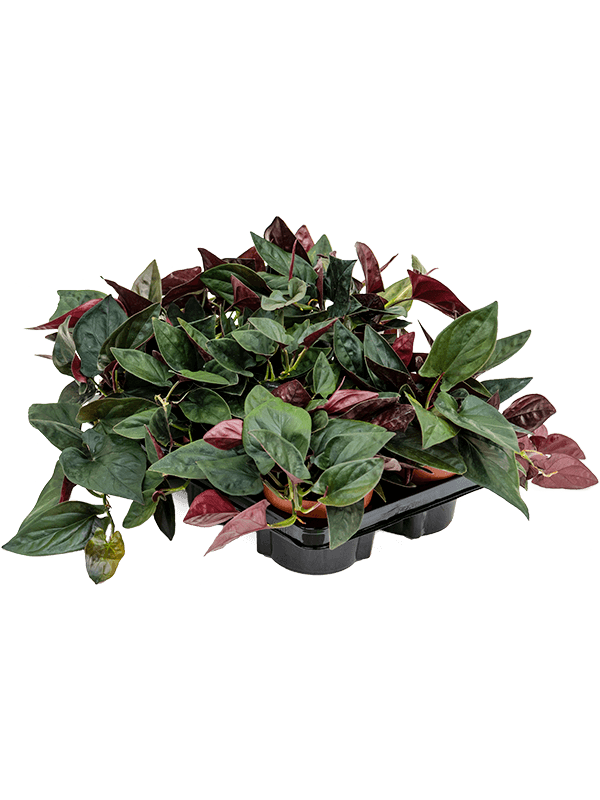 Planta naturala de interior D15xH25cm Syngonium 'Red Arrow' PS12/10cm in pamant