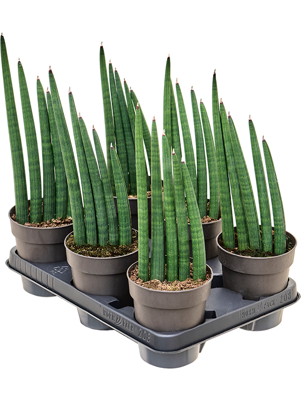 Planta naturala de interior D15xH28cm Sansevieria 'Mohawk' PS12/10cm in pamant