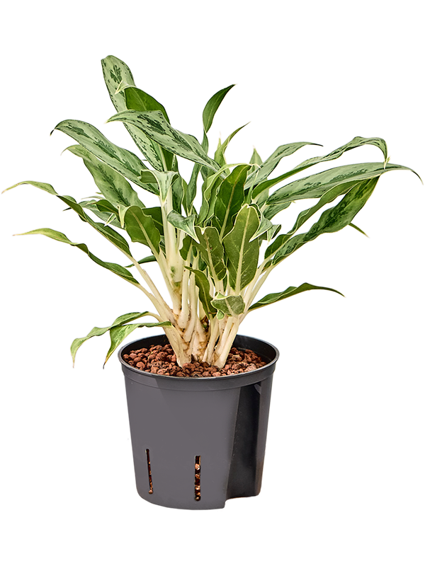 Planta naturala de interior D15xH30cm Aglaonema 'Greyhound' P13/12cm in hidrogranule