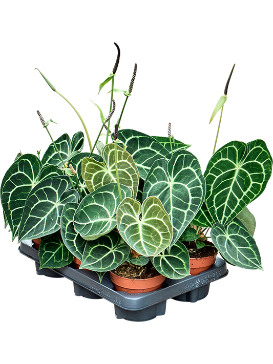 Planta naturala de interior D15xH30cm Anthurium crystallinum PS12/10cm in pamant