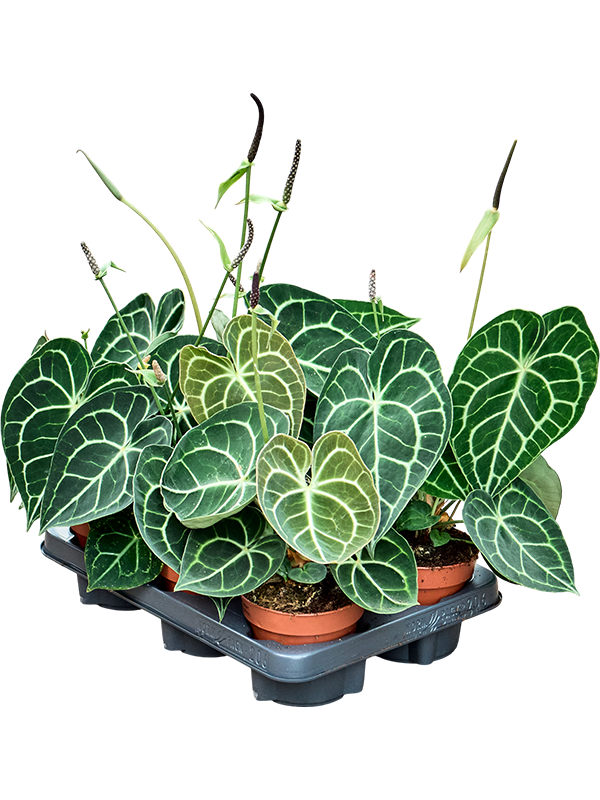 Planta naturala de interior D15xH30cm Anthurium crystallinum PS12/10cm in pamant