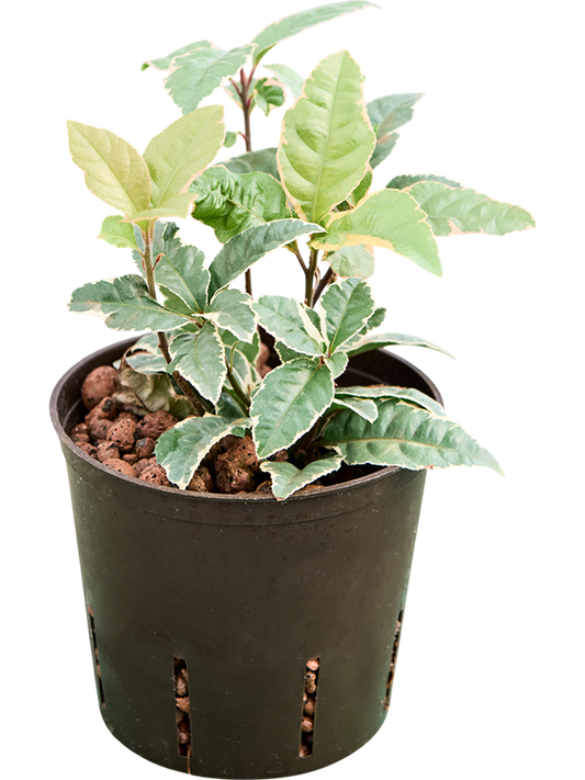 Planta naturala de interior D15xH30cm Ardisia malouiana variegata P13/12cm in hidrogranule