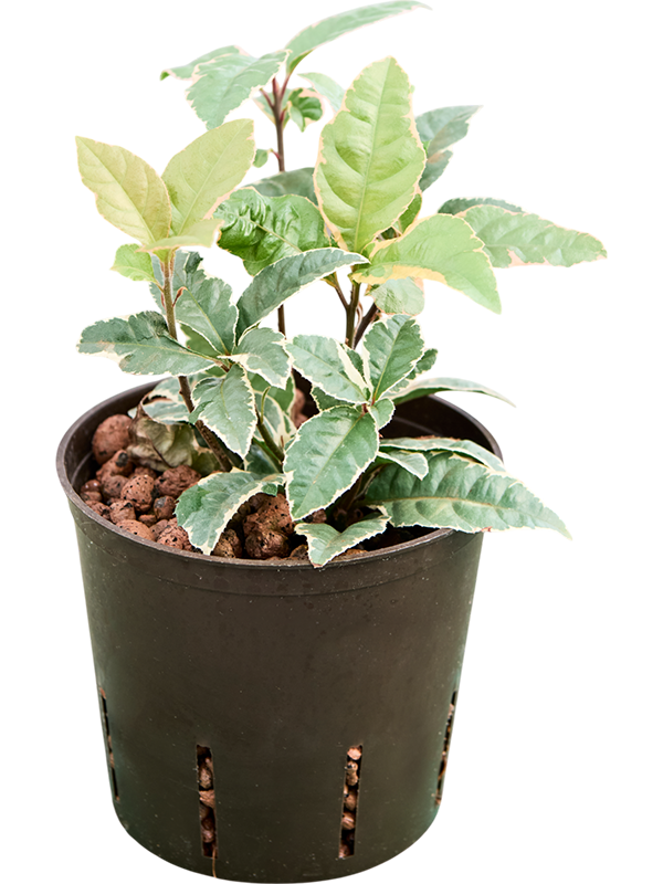 Planta naturala de interior D15xH30cm Ardisia malouiana variegata P13/12cm in hidrogranule