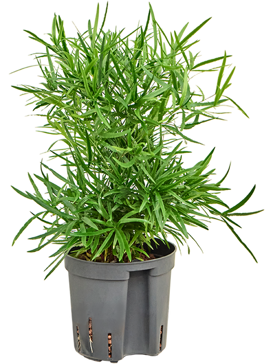 Planta naturala de interior D15xH30cm Asparagus falcatus P13/12cm in hidrogranule