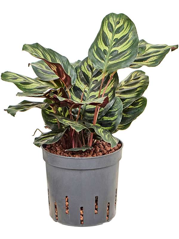 Planta naturala de interior D15xH30cm Calathea 'Makoyana' P13/12cm in hidrogranule