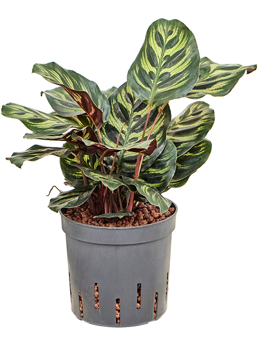Planta naturala de interior D15xH30cm Calathea 'Makoyana' P13/12cm in hidrogranule