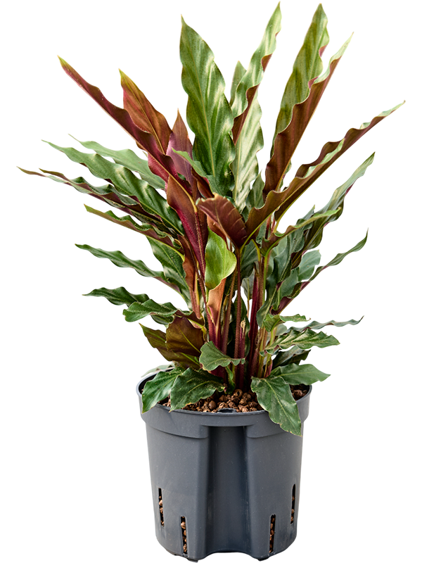 Planta naturala de interior D15xH30cm Calathea rufibarba 'Elgergrass' P13/12cm in hidrogranule