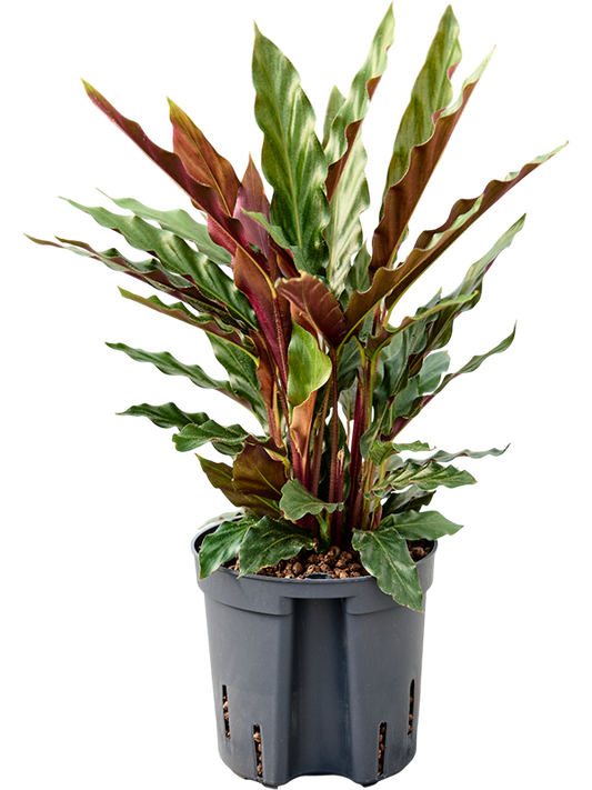 Planta naturala de interior D15xH30cm Calathea rufibarba 'Elgergrass' P13/12cm in hidrogranule