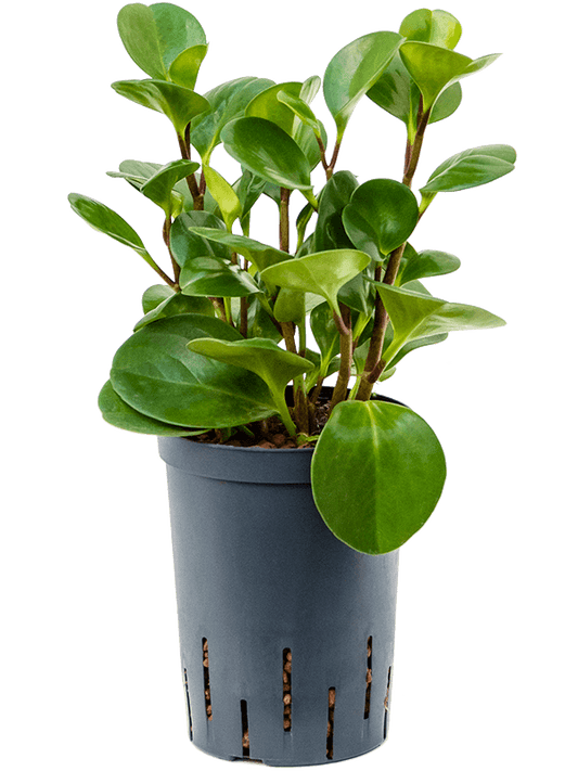 Planta naturala de interior D15xH30cm Peperomia obtusifolia 'Green Gold' P15/19cm in hidrogranule