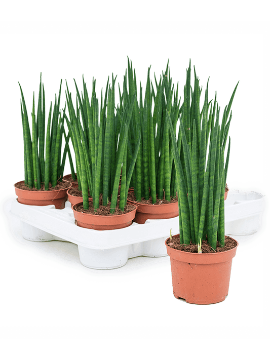 Planta naturala de interior D15xH30cm Sansevieria cylindrica 'Mikado' PS10/9cm in pamant