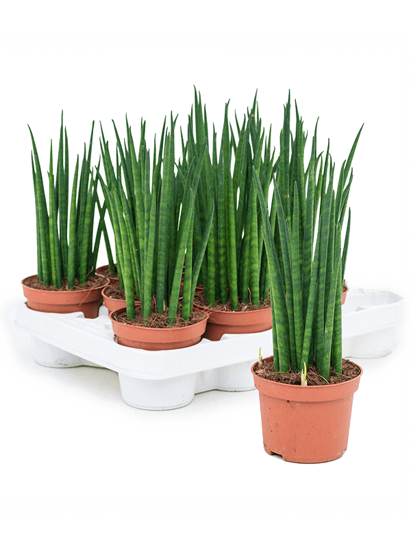 Planta naturala de interior D15xH30cm Sansevieria cylindrica 'Mikado' PS10/9cm in pamant