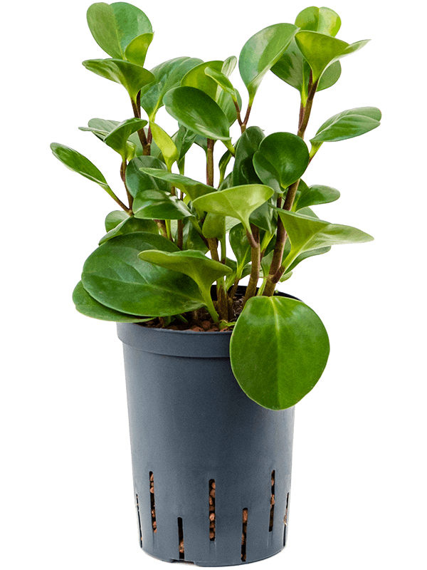 Planta naturala de interior D15xH35cm Peperomia obtusifolia 'Green Gold' P15/19cm in hidrogranule