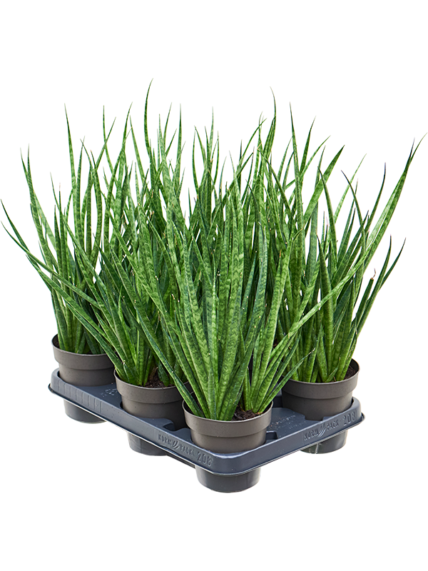 Planta naturala de interior D15xH35cm Sansevieria 'Comet Kichaka' PS12/10cm in pamant