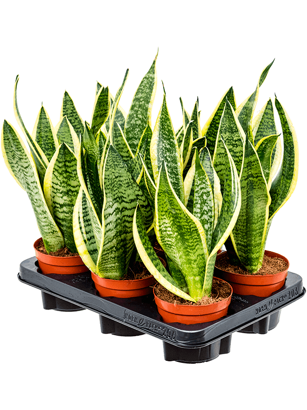 Planta naturala de interior D15xH35cm Sansevieria trifasciata 'Futura Superba' PS12/10cm in pamant