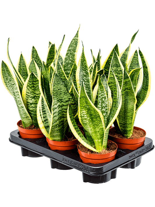 Planta naturala de interior D15xH35cm Sansevieria trifasciata 'Futura Superba' PS12/10cm in pamant