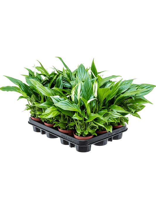 Planta naturala de interior D15xH35cm Spathiphyllum 'Pearl Cupido' PS9/7cm in pamant