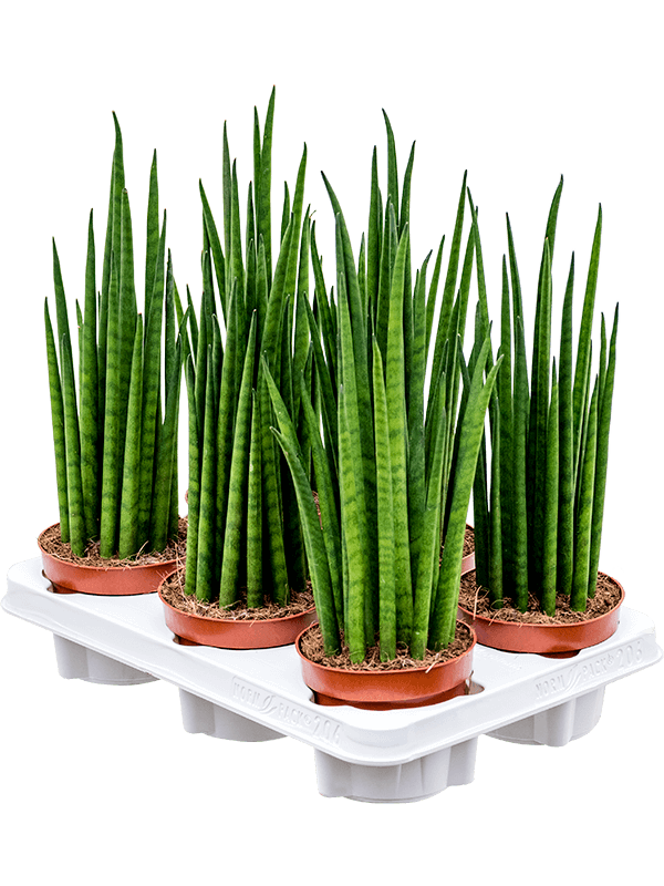 Planta naturala de interior D15xH40cm Sansevieria cylindrica 'Mikado' PS12/9cm in pamant