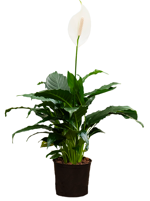 Planta naturala de interior D15xH45cm Spathiphyllum hybriden P13/12cm in hidrogranule