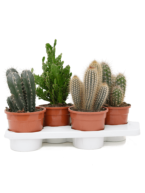 Planta naturala de interior D16xH40cm Cactus mix PS17/16cm in pamant