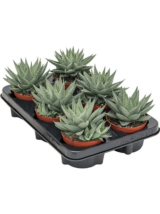 Planta naturala de interior D20xH15cm Haworthia savanna PS11/9cm in pamant