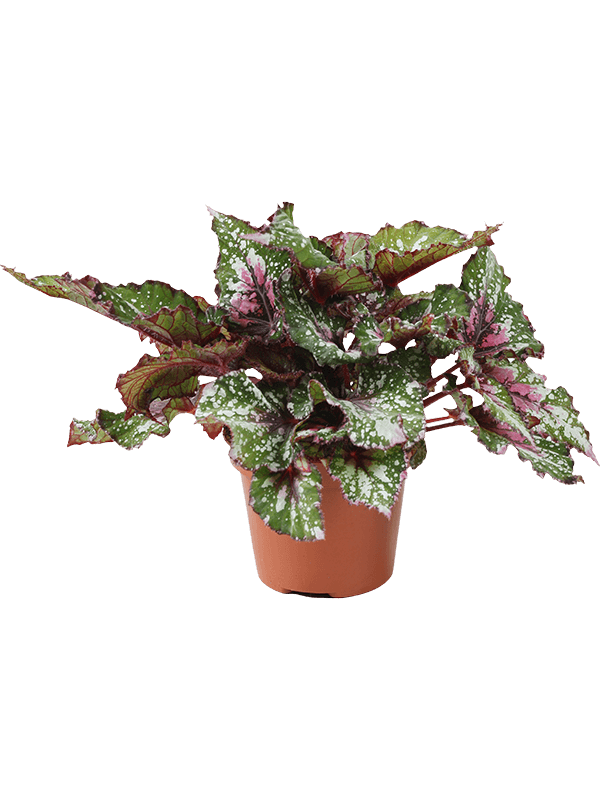 Planta naturala de interior D20xH20cm Begonia 'Alaska Creek' PS12/9cm in pamant