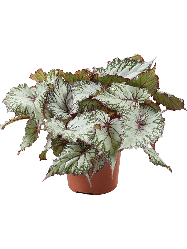 Planta naturala de interior D20xH20cm Begonia 'Asian Tundra' PS12/9cm in pamant