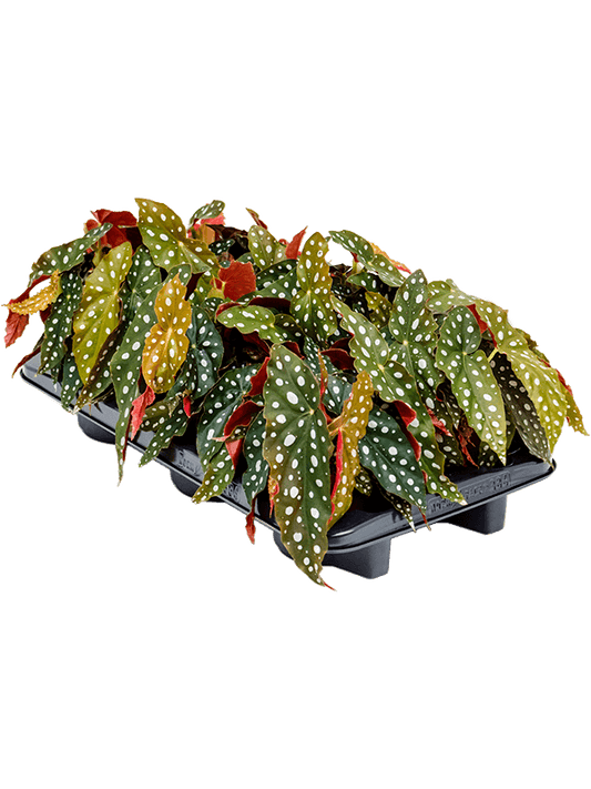 Planta naturala de interior D20xH20cm Begonia 'Maculata' PS12/11cm in pamant