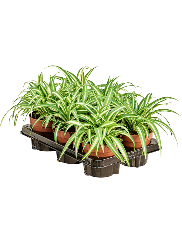 Planta naturala de interior D20xH20cm Chlorophytum comosum 'Variegatum' PS12/10cm in pamant