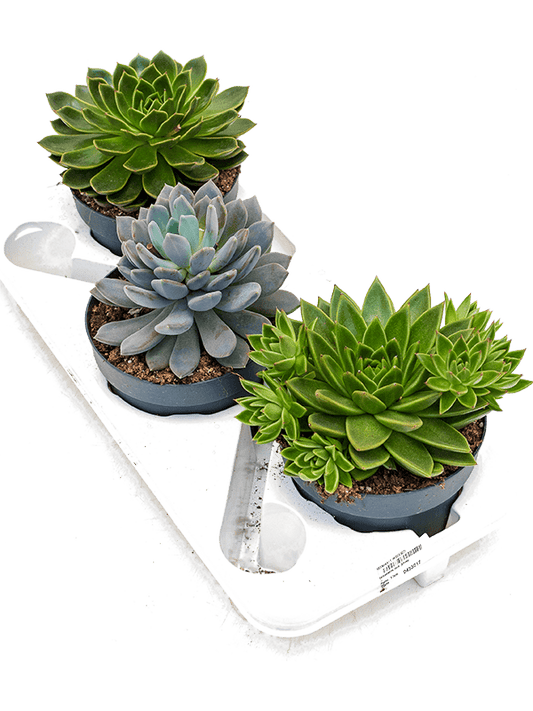 Planta naturala de interior D20xH20cm Echeveria mix PS17/13cm in pamant