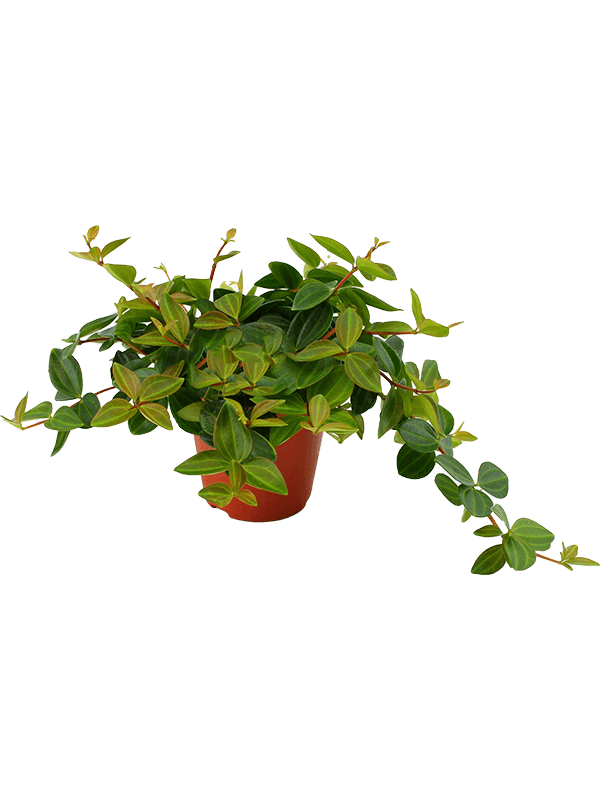 Planta naturala de interior D20xH20cm Peperomia angulata 'Rocca Scuro' PS12/11cm in pamant