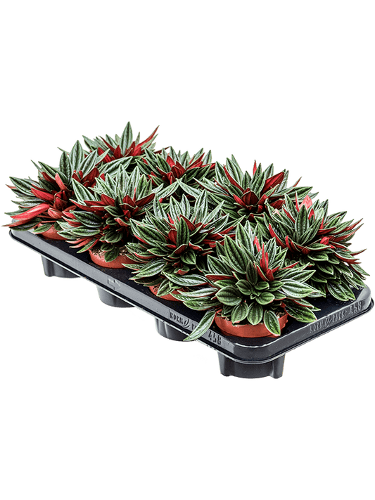 Planta naturala de interior D20xH20cm Peperomia caperata 'Rosso' PS11/9cm in pamant
