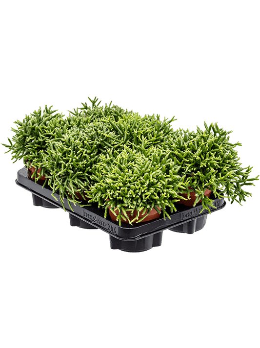 Planta naturala de interior D20xH20cm Rhipsalis burchellii PS12/11cm in pamant
