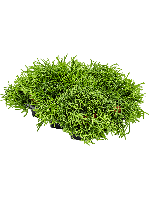 Planta naturala de interior D20xH20cm Rhipsalis heteroclada PS12/11cm in pamant