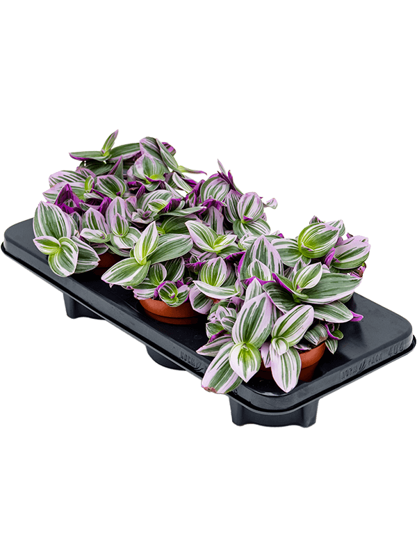 Planta naturala de interior D20xH20cm Tradescantia albiflora 'Nanouk' PS12/10cm in pamant