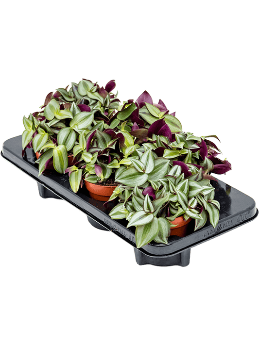 Planta naturala de interior D20xH20cm Tradescantia zebrina PS12/10cm in pamant