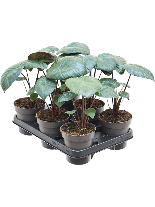 Planta naturala de interior D20xH25cm Alocasia 'Chocolate Green' PS12/9cm in pamant