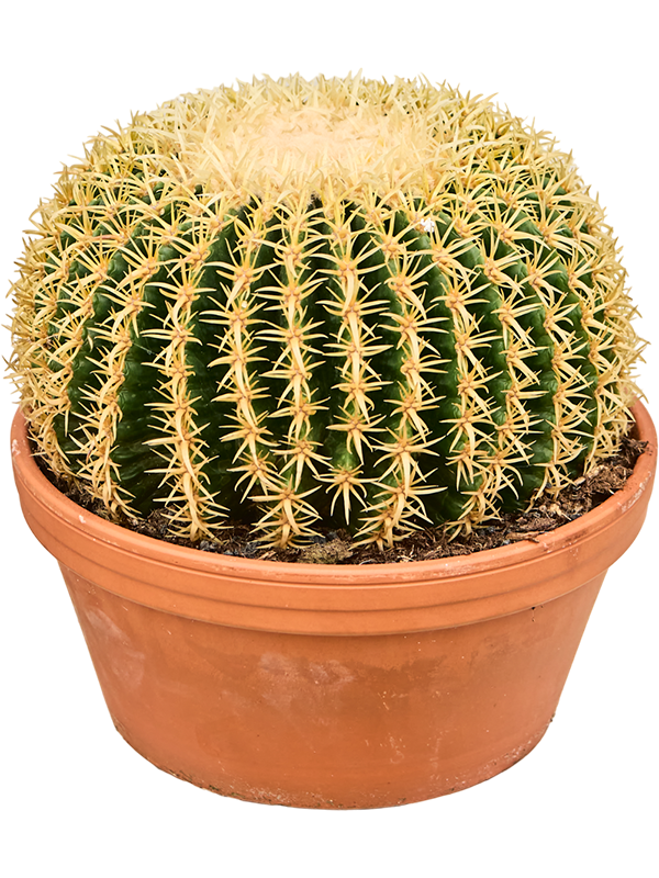 Planta naturala de interior D20xH25cm Echinocactus brevispina PS23/12cm in pamant