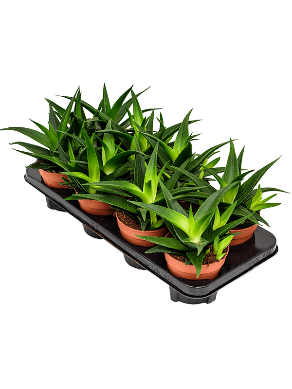 Planta naturala de interior D20xH25cm Haworthia pentagonia 'West Jogoo' PS12/11cm in pamant