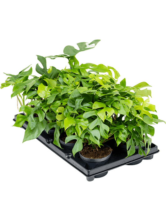 Planta naturala de interior D20xH25cm Monstera minima PS12/10cm in pamant