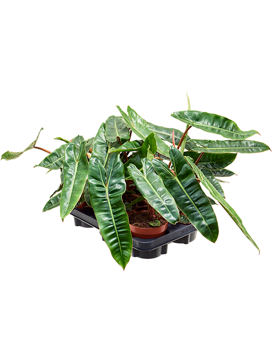 Planta naturala de interior D20xH25cm Philodendron 'Billietiae' PS12/10cm in pamant