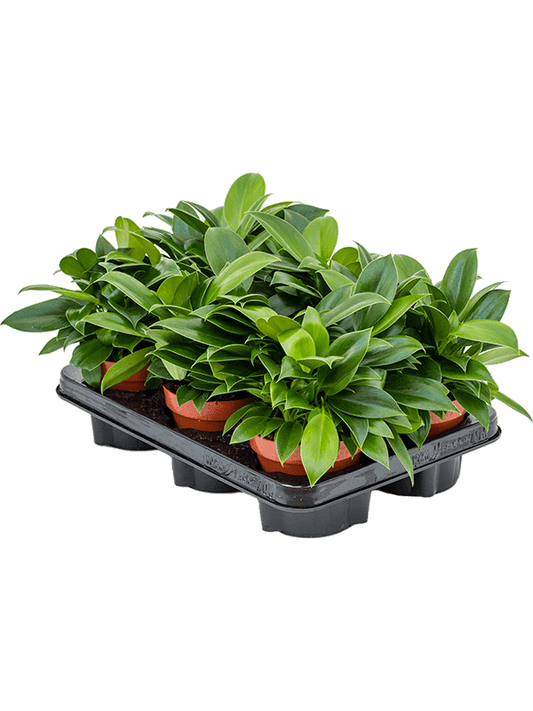 Planta naturala de interior D20xH25cm Philodendron 'Green Princess' PS12/10cm in pamant