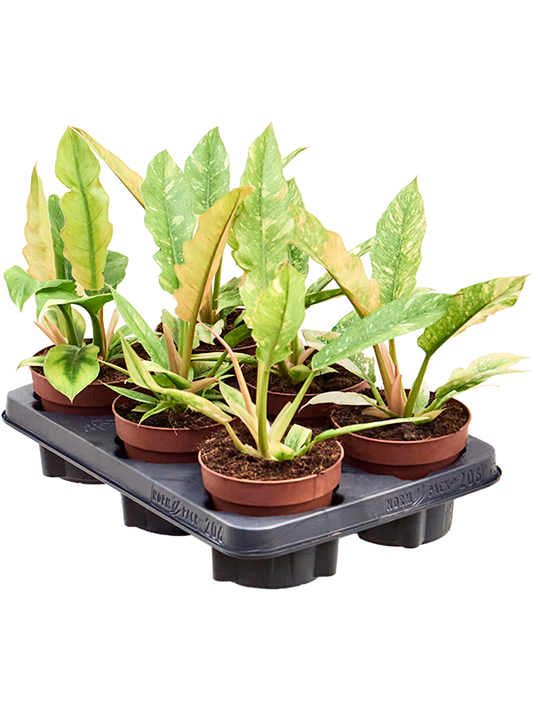 Planta naturala de interior D20xH25cm Philodendron 'Ring of Fire' PS12/10cm in pamant