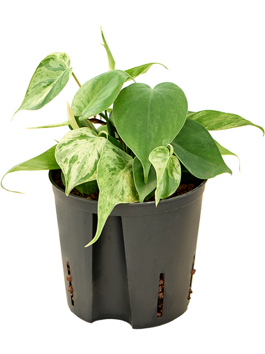 Planta naturala de interior D20xH25cm Philodendron scandens 'Variegata' P13/12cm in hidrogranule