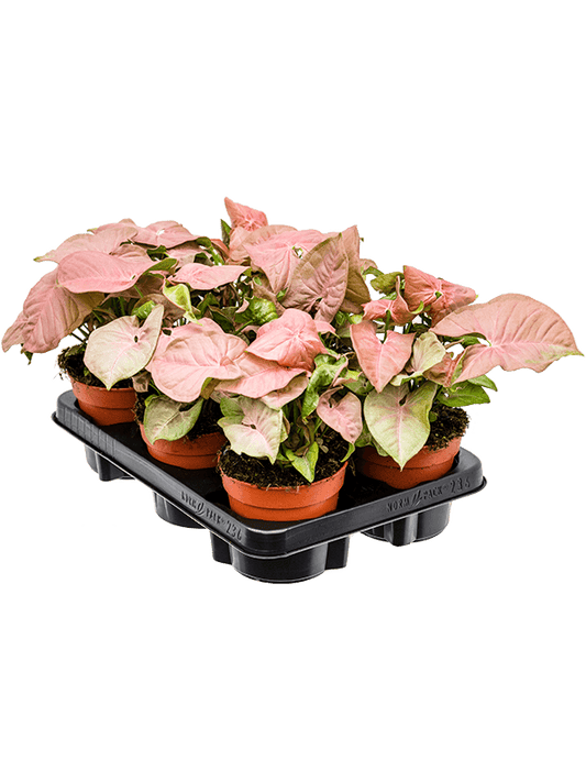 Planta naturala de interior D20xH26cm Syngonium 'Neon' PS12/10cm in pamant